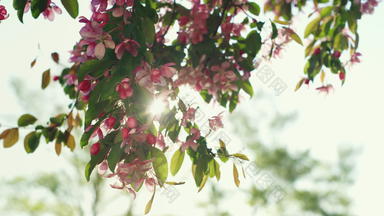 粉红色的樱花视图明亮的金太阳鼓舞人心的花春天场景